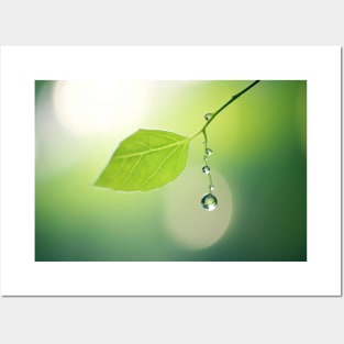 Leaf Water Drop Nature Serene Tranquil Posters and Art